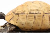 tortoise shell 0031